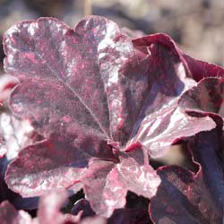 Alum root 'Midnight rose'